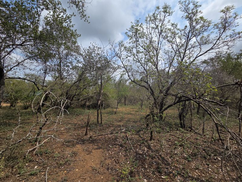 A view of the natural, undeveloped residential land featuring established native trees and indigenous vegetation.