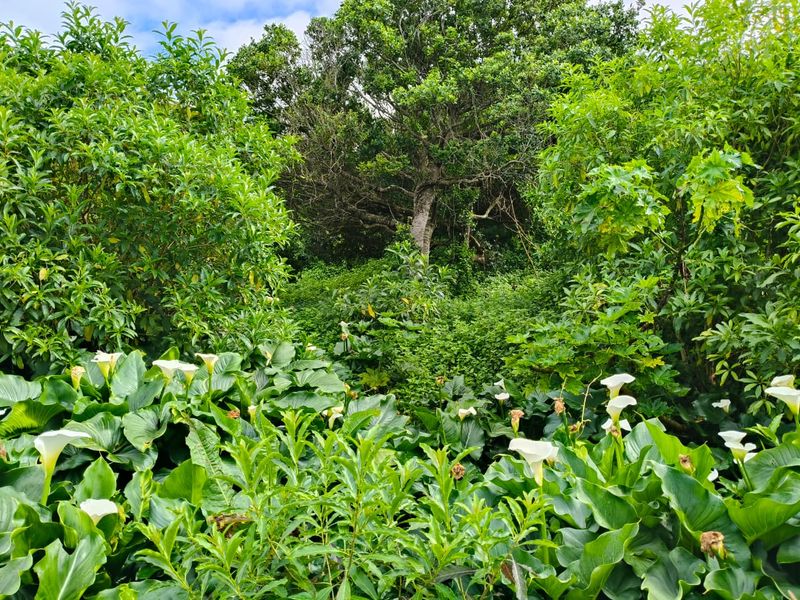 A lush, overgrown garden area featuring mature trees and a vibrant patch of calla lilies, showcasing the natural landscape of the residential plot.