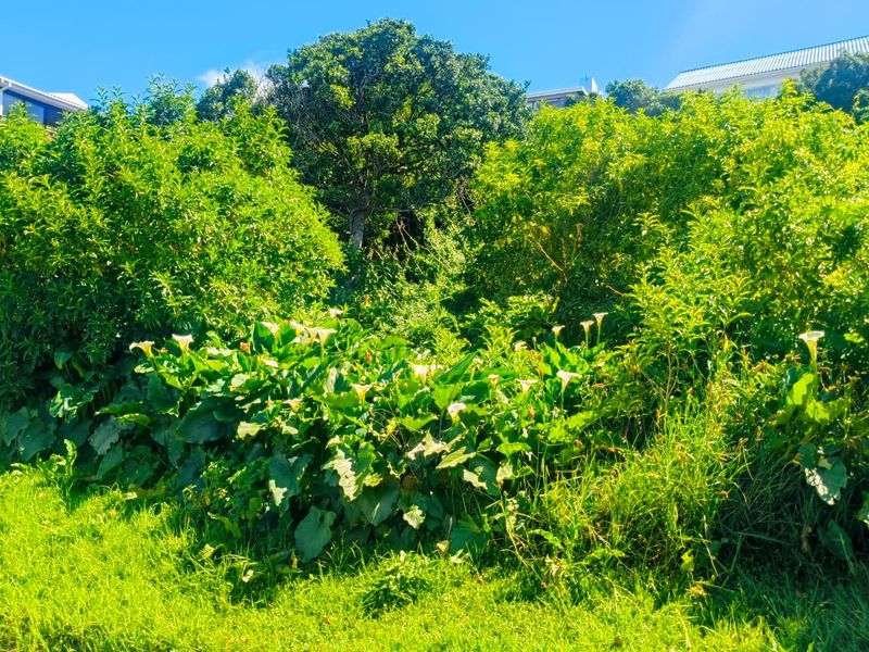 A view of the established garden area featuring mature trees, dense shrubbery, and blooming calla lilies on the residential property.