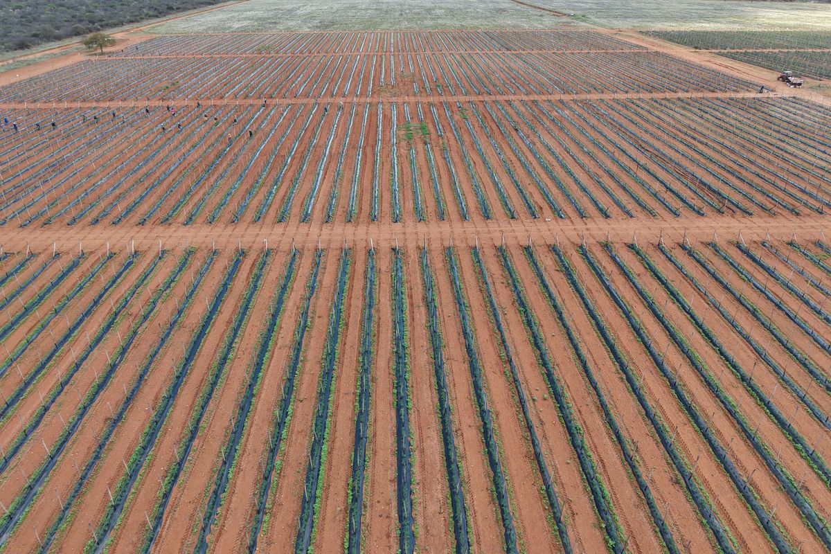 An expansive aerial view of a large-scale agricultural farm featuring organized crop rows, trellis systems, and established irrigation infrastructure across the land.