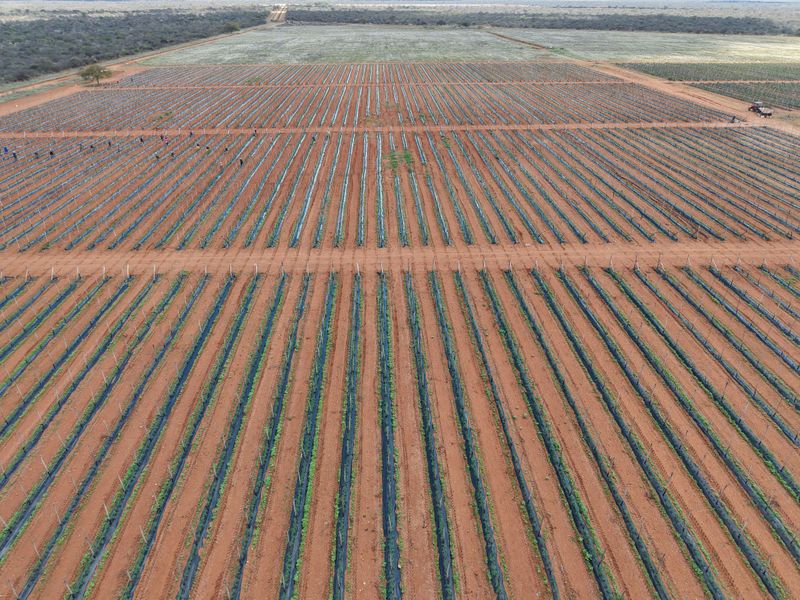 An expansive aerial view of a large-scale agricultural farm featuring organized crop rows, trellis systems, and established irrigation infrastructure across the land.