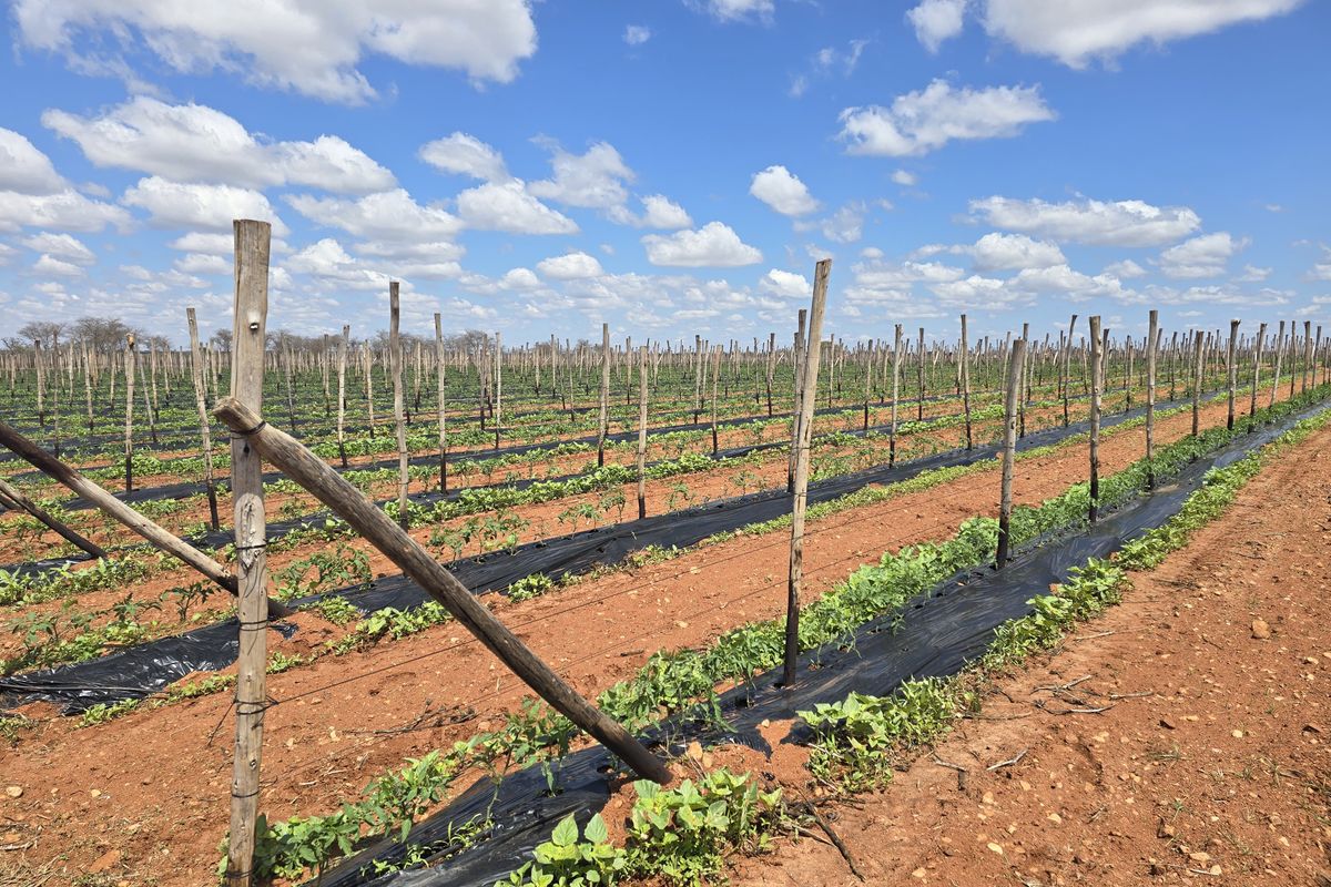 An expansive agricultural field featuring rows of young crops supported by a wooden post and wire trellising system with plastic ground cover.