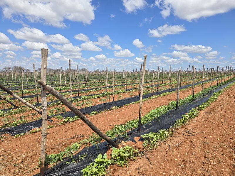 An expansive agricultural field featuring rows of young crops supported by a wooden post and wire trellising system with plastic ground cover.