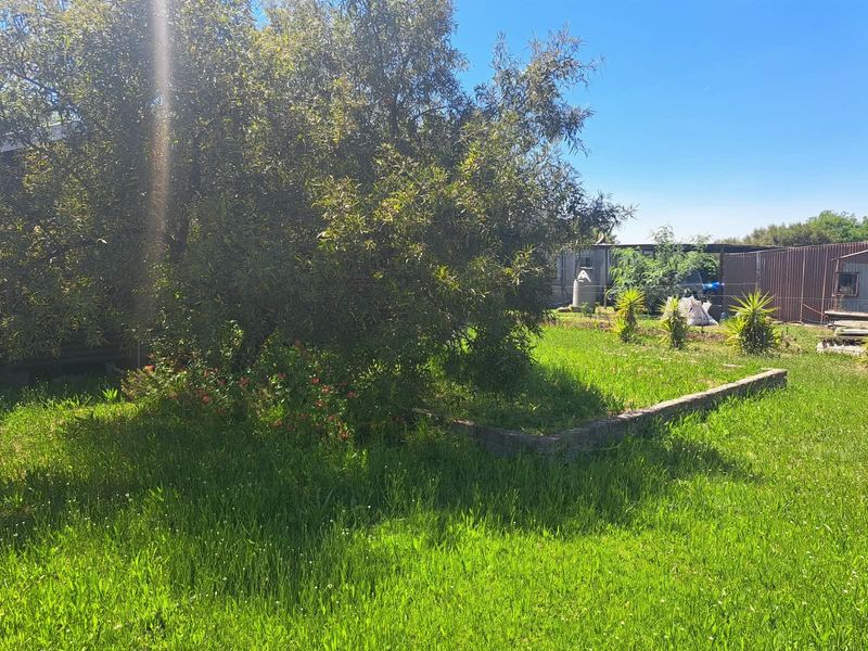 A spacious backyard area featuring established trees, a lawn, and brick garden edging, offering potential for landscaping and outdoor improvement.