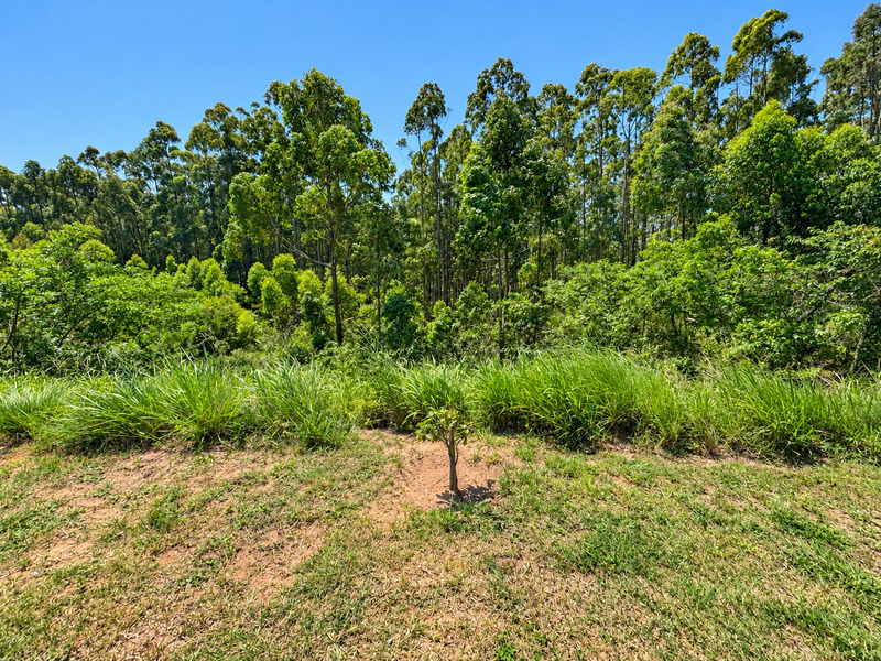 A view of a lush, green residential plot featuring established trees and natural grass cover, offering a peaceful and private outdoor setting.