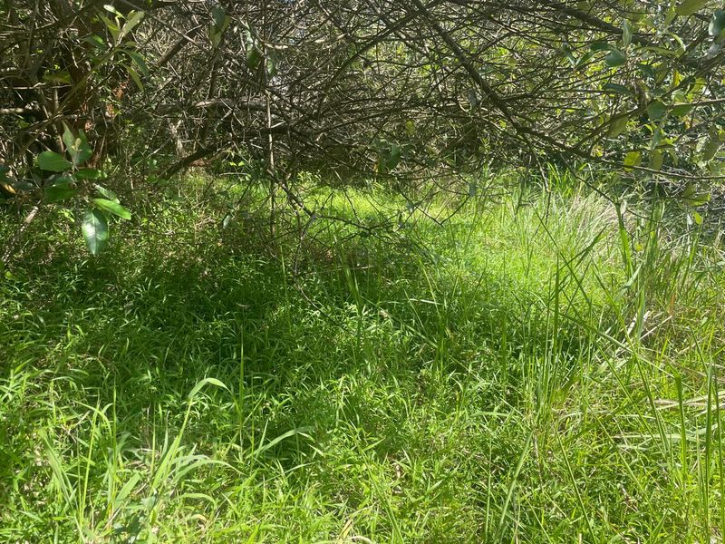 A view of the overgrown, densely vegetated area on the residential land plot.