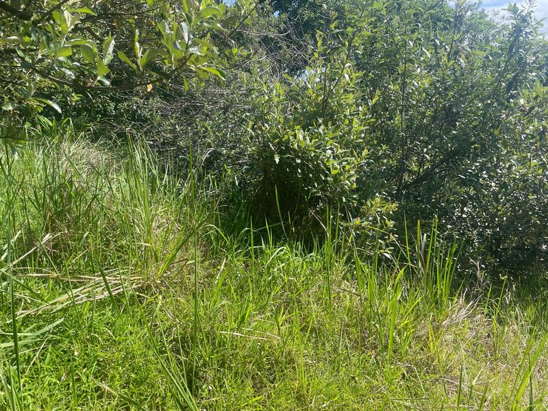 A view of the natural, undeveloped vegetation and sloped terrain on the residential property.
