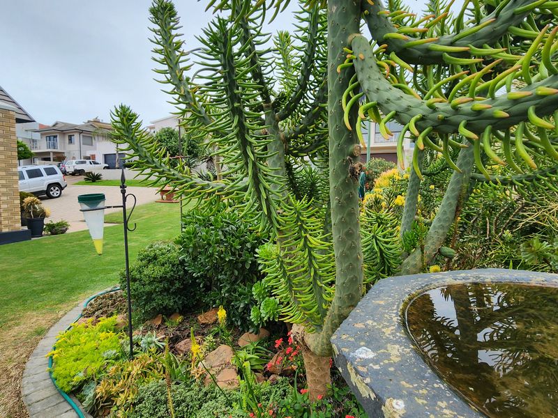 A well-maintained residential garden featuring a stone bird bath, mature succulent plantings, and a paved driveway area adjacent to the house facade.
