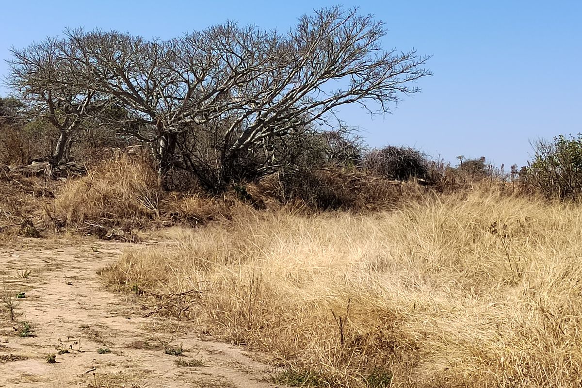 A view of the natural landscape on the farm property, featuring dry grass and mature indigenous trees under a clear blue sky.