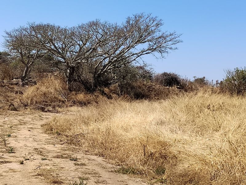 A view of the natural landscape on the farm property, featuring dry grass and mature indigenous trees under a clear blue sky.