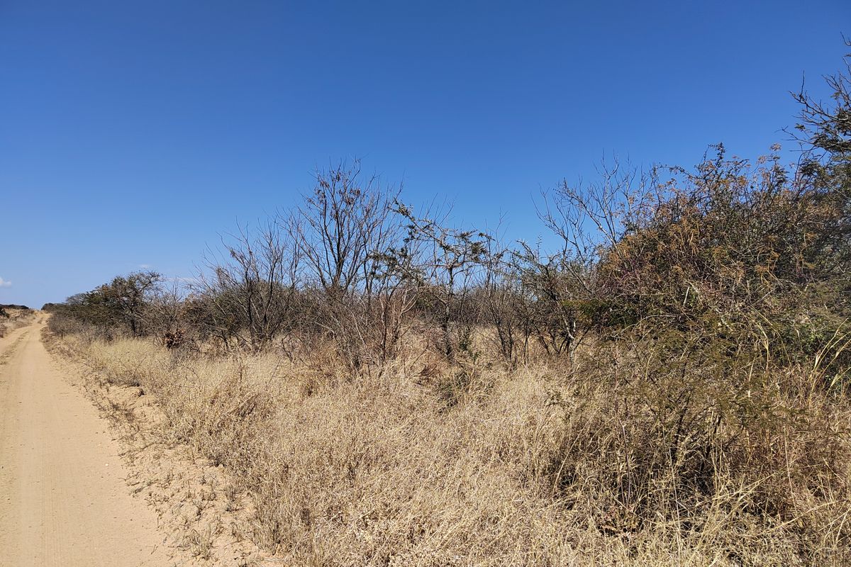 A view of a dirt access road bordering natural bushveld vegetation on a farm property.