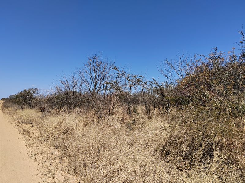 A view of a dirt access road bordering natural bushveld vegetation on a farm property.