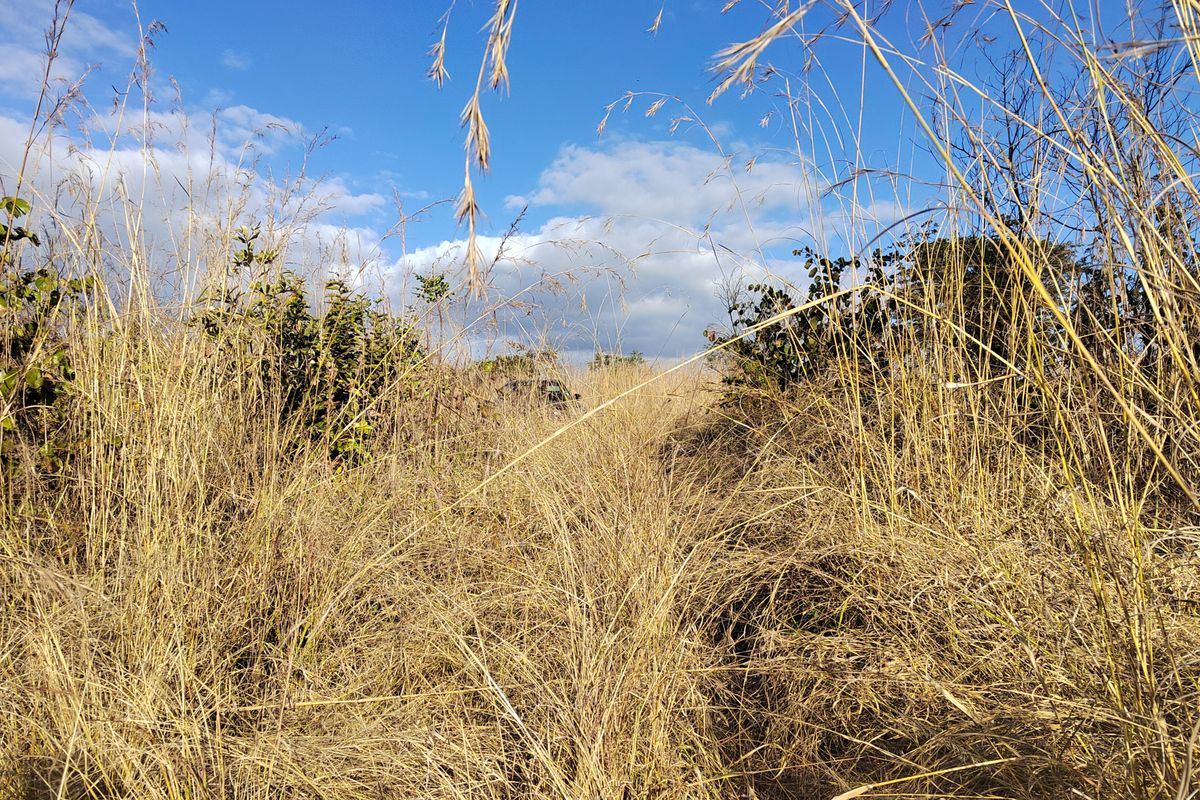 An outdoor view of the farm property featuring tall, dry natural grasses and native vegetation under a clear blue sky.
