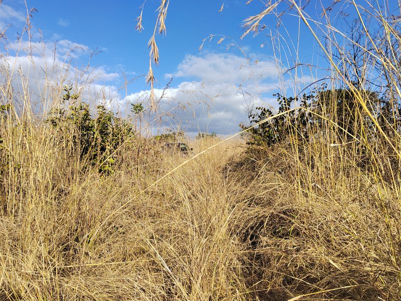 An outdoor view of the farm property featuring tall, dry natural grasses and native vegetation under a clear blue sky.