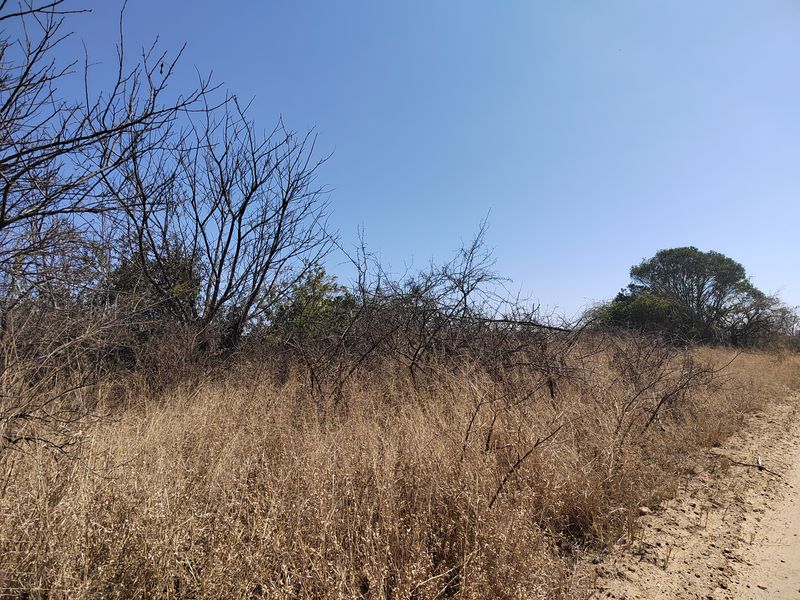 A view of the undeveloped natural landscape and dry vegetation on the farm property.