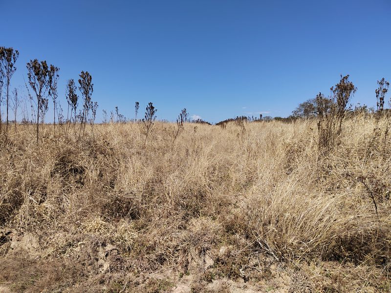 An expansive view of an open, dry grassy field under a clear blue sky, characteristic of rural farm land.