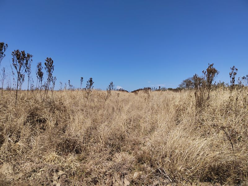 An expansive view of the open farm landscape featuring dry natural grasses under a clear blue sky.