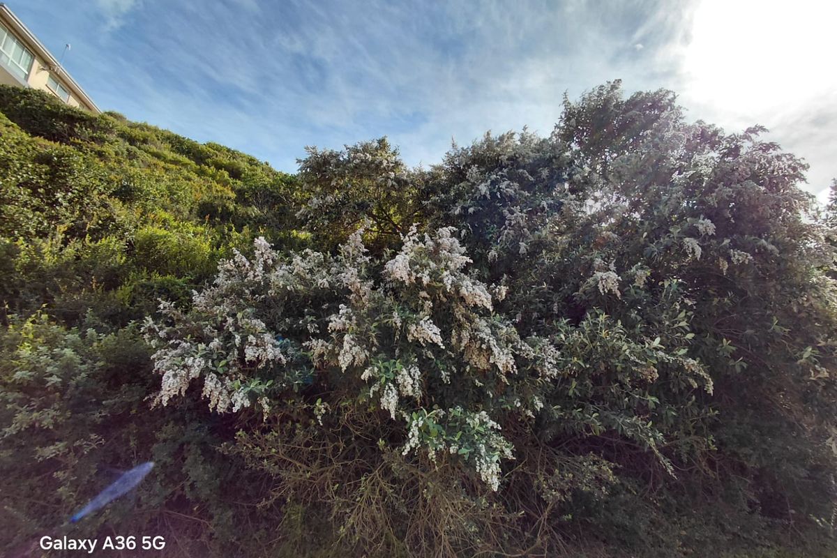 VACANT LAND PARADISE BEACH - Photo 2