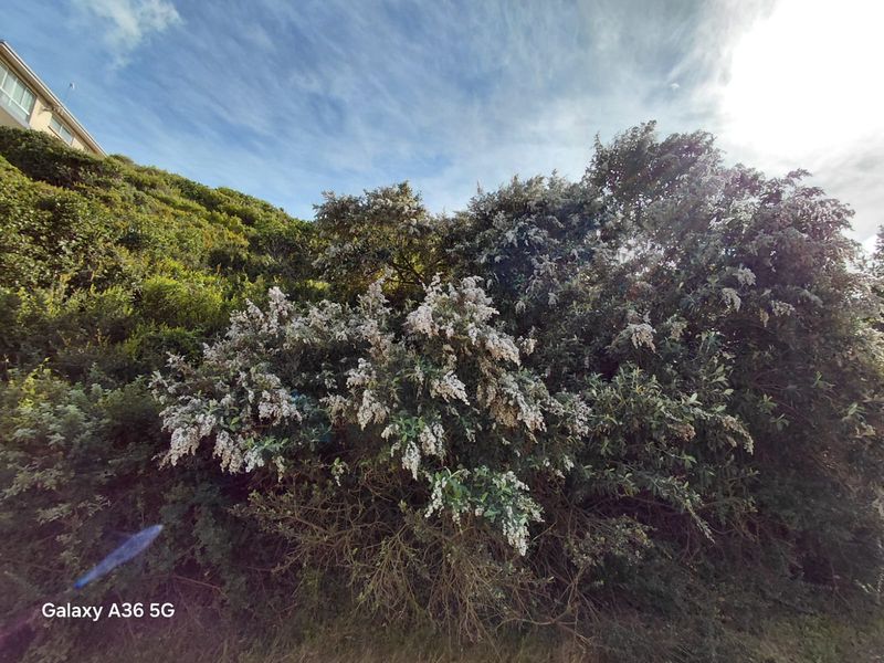 VACANT LAND PARADISE BEACH - Photo 2