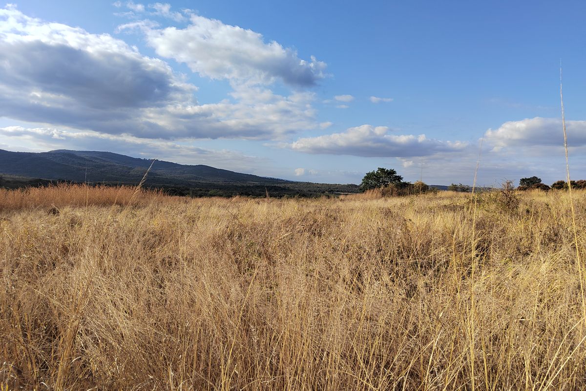 85,6HA VERSATILE BUSHVELD FARM FOR SALE IN THE TZANEEN AREA - Photo 4