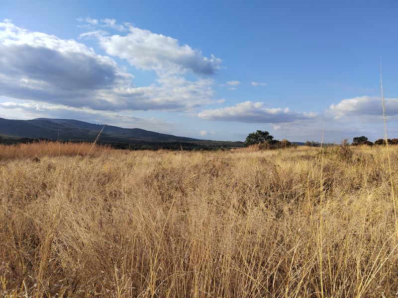 85,6HA VERSATILE BUSHVELD FARM FOR SALE IN THE TZANEEN AREA - Photo 4
