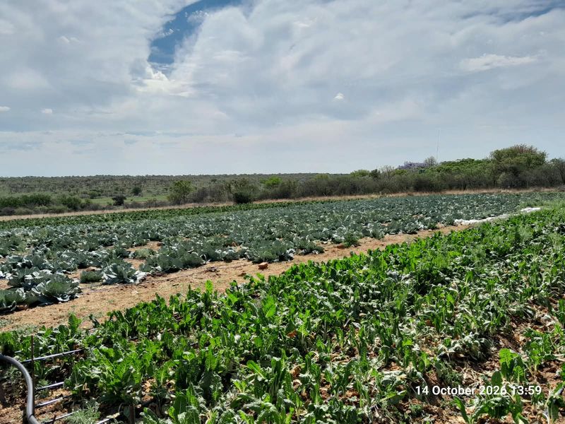 A wide view of a cultivated farm field featuring rows of crops and an integrated irrigation system under a clear sky.