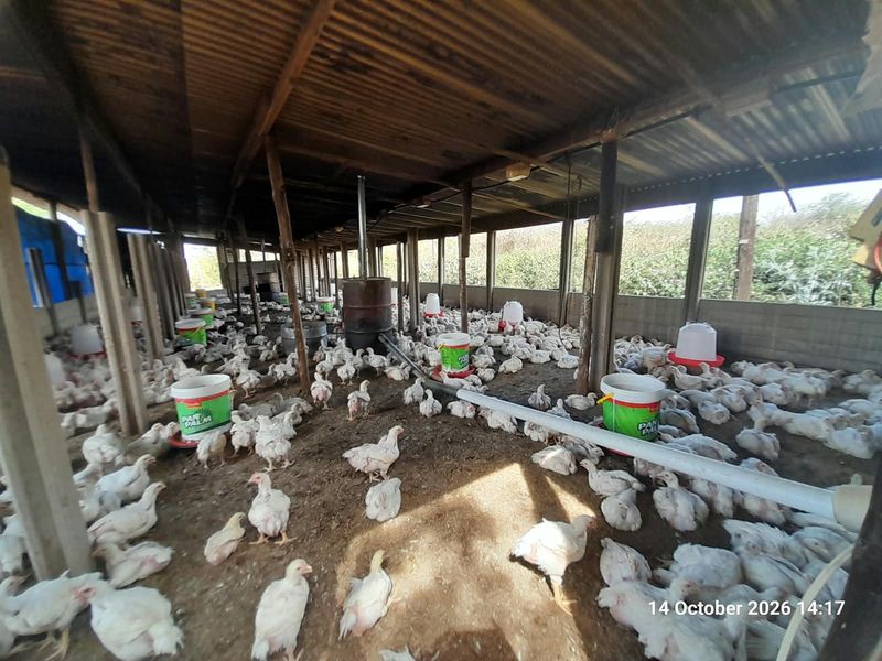 A functional poultry farming shed featuring a corrugated iron roof, timber support structure, and integrated feeding infrastructure for livestock management.