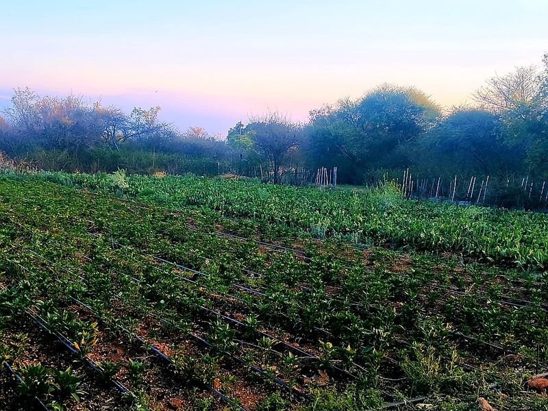 A well-maintained agricultural plot featuring organized crop rows equipped with an integrated drip irrigation system, set against a backdrop of mature trees.