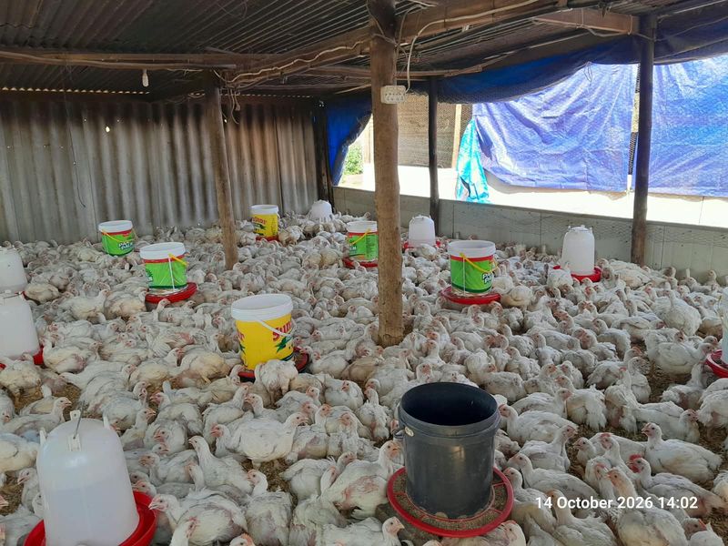 A functional poultry farming utility space featuring corrugated iron roofing, timber support structures, and integrated feeding systems for livestock management.