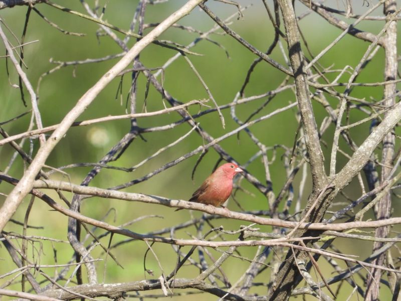 VACANT STAND IN SALT ROCK - NO TRANSFER DUTIES - Photo 10