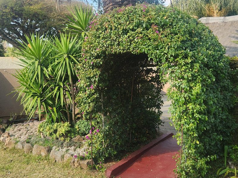 A well-established garden area featuring a mature palm tree and a decorative, vine-covered metal archway over a painted concrete path.