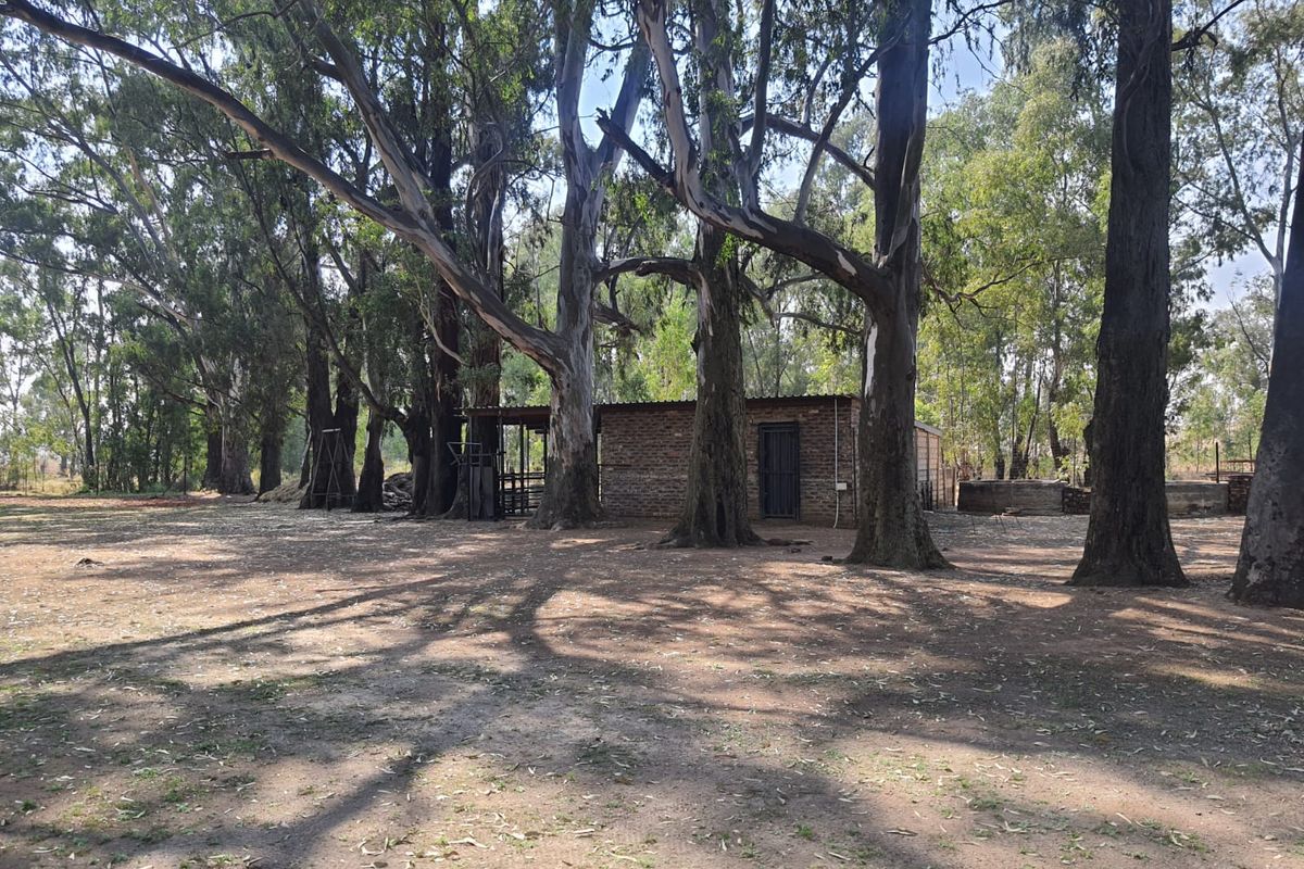 A rustic brick outbuilding situated in a wooded area with mature eucalyptus trees and an unpaved natural ground surface.