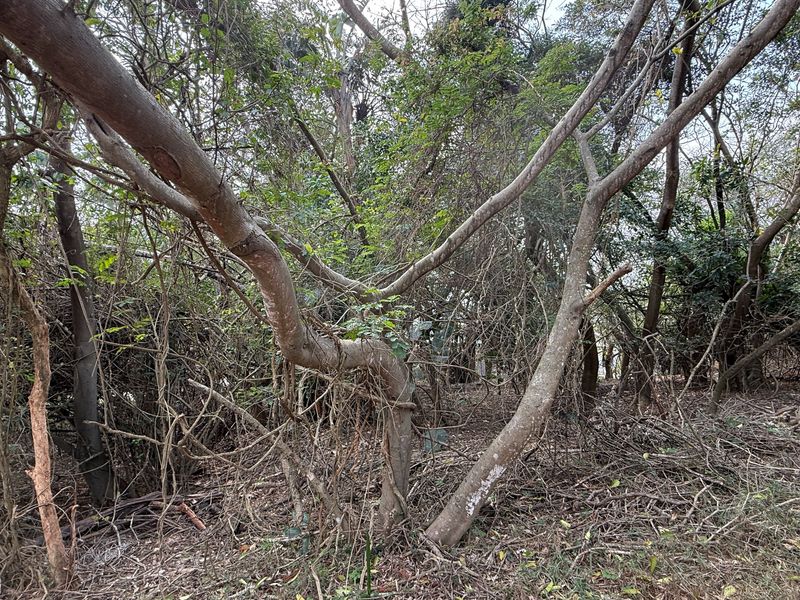 Build Your Dream Home on this Prime Estate Stand - Photo 10