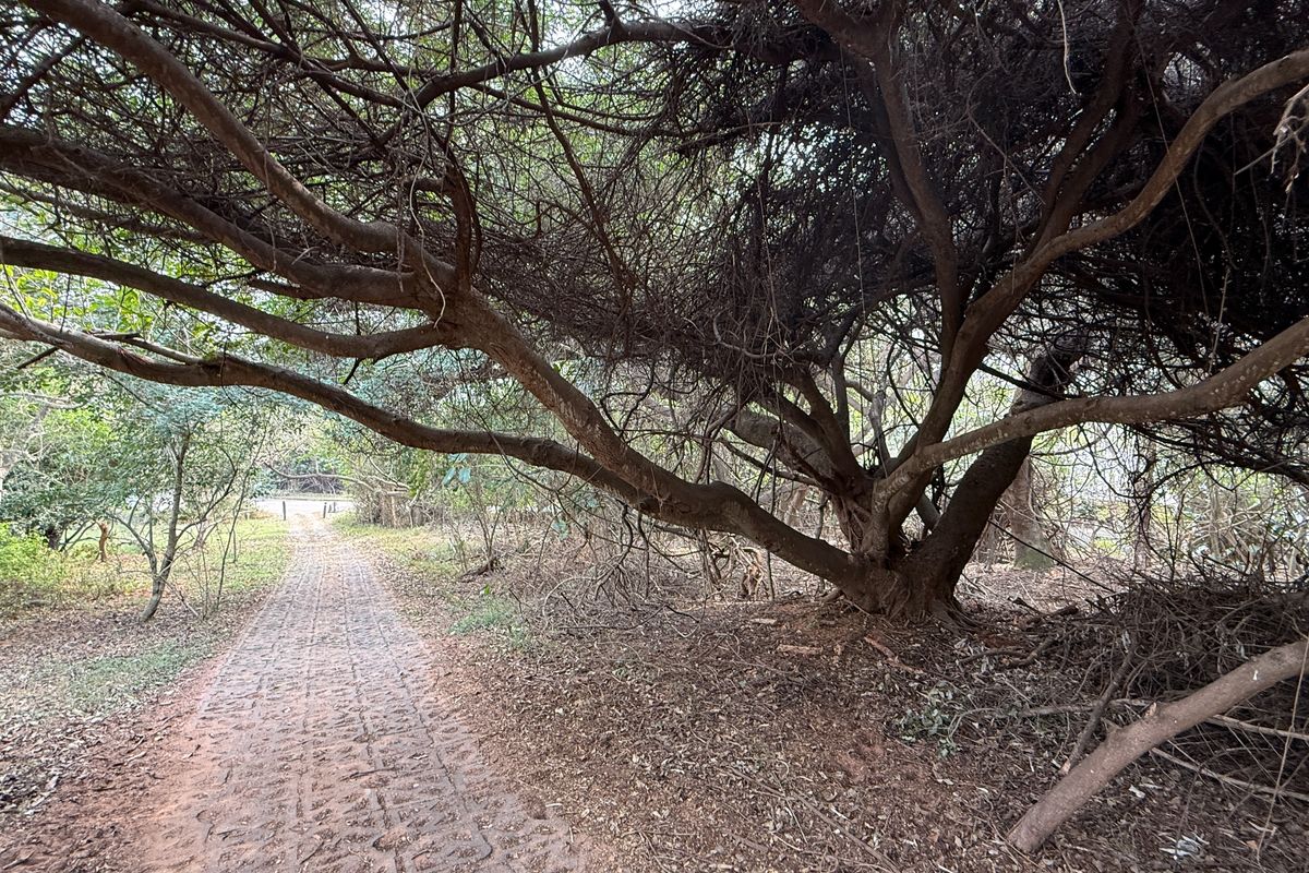 Build Your Dream Home on this Prime Estate Stand - Photo 2