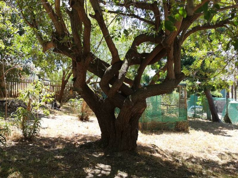 A mature garden area featuring a large established tree and natural landscaping, providing a shaded outdoor space.