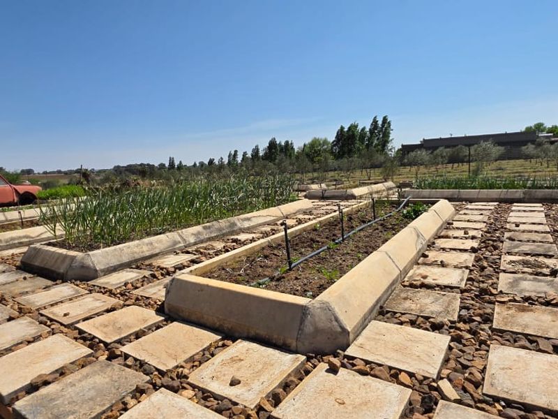 Olive & Lavender Lifestyle Farm – 2.14 Hectares - Photo 8