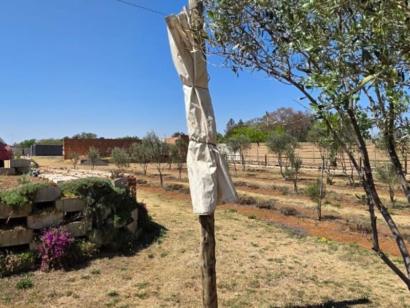 Olive & Lavender Lifestyle Farm – 2.14 Hectares - Photo 7