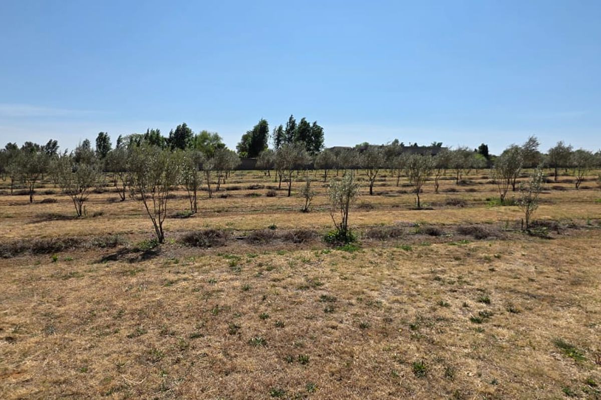 Olive & Lavender Lifestyle Farm – 2.14 Hectares - Photo 2