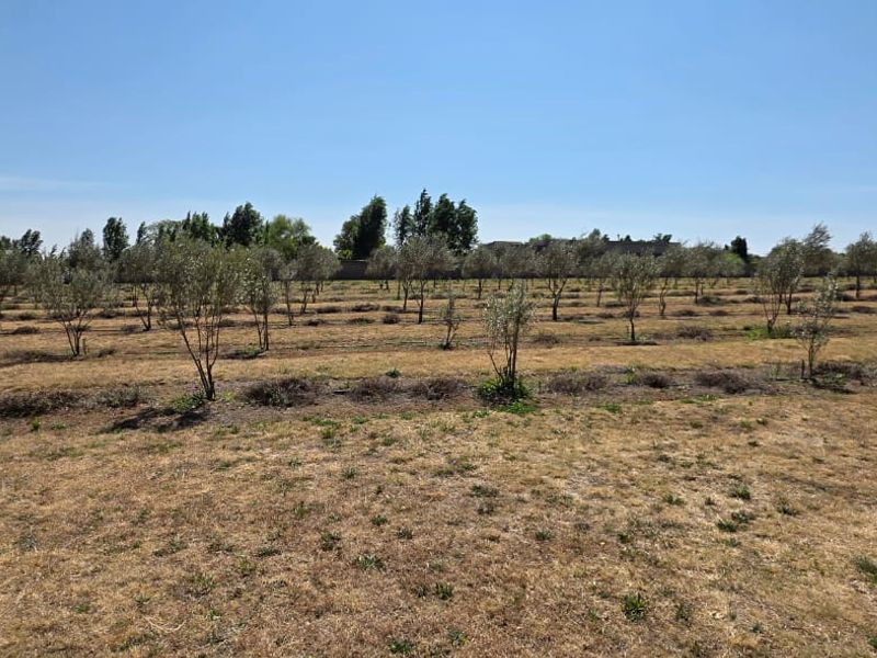 Olive & Lavender Lifestyle Farm – 2.14 Hectares - Photo 2