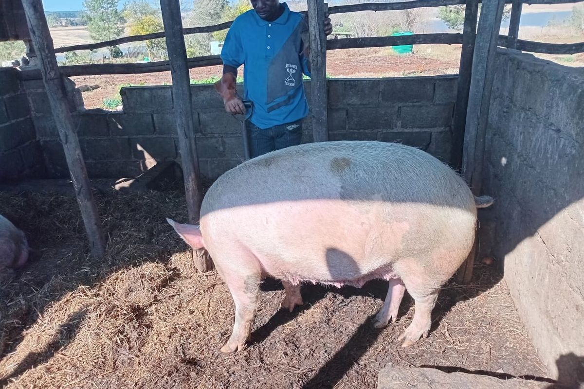 Farm For Sale In Greytown - Photo 4