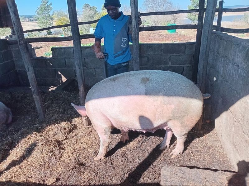 Farm For Sale In Greytown - Photo 4