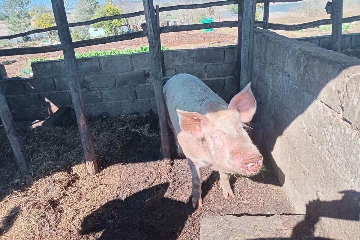 Farm For Sale In Greytown - Photo 3