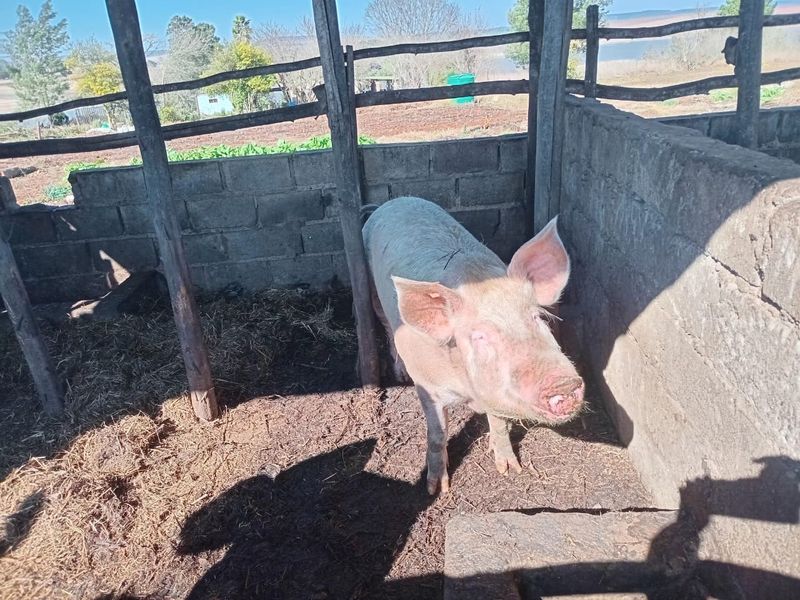 Farm For Sale In Greytown - Photo 3