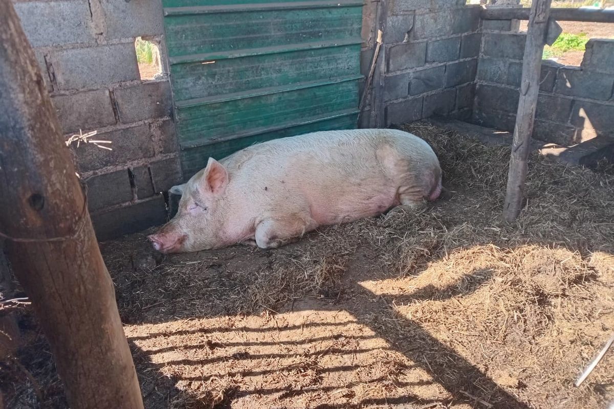 Farm For Sale In Greytown - Photo 2