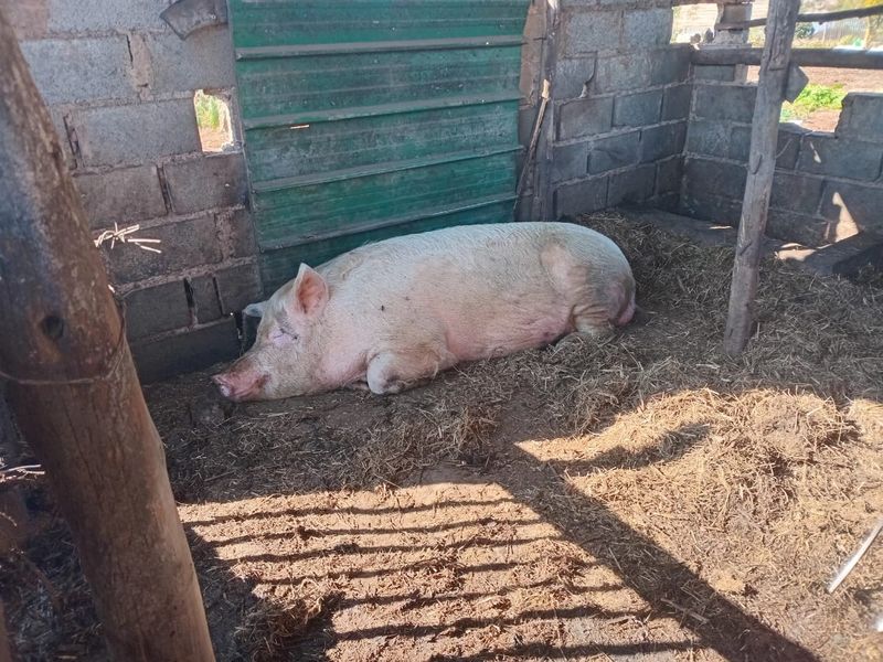 Farm For Sale In Greytown - Photo 2