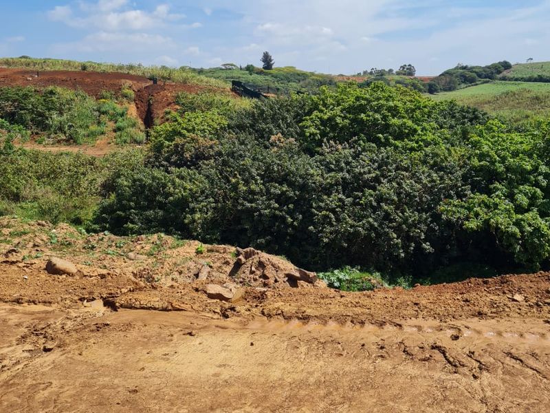 A view of the natural landscape and vegetation on the vacant residential property.