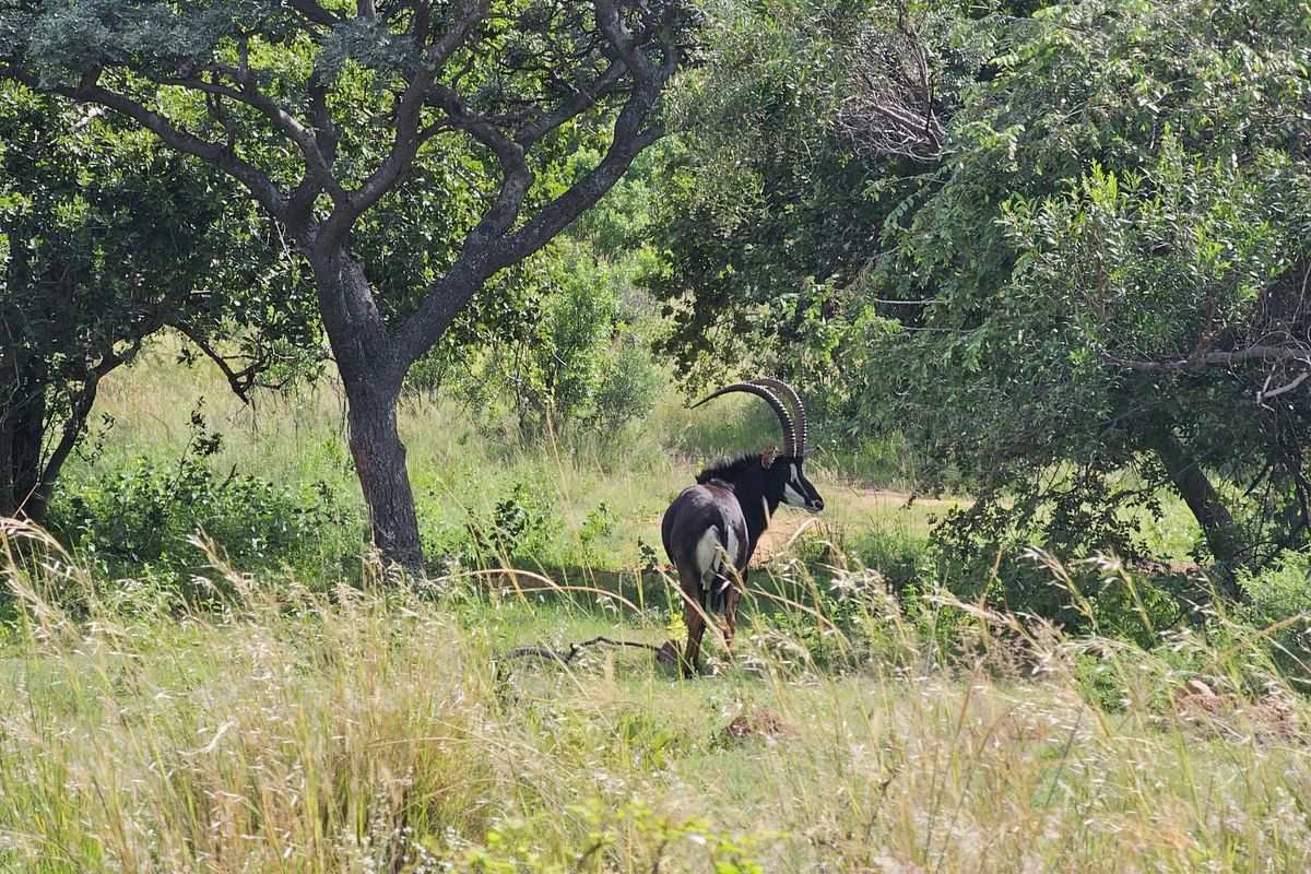 Stand for sale in Thaba Moriri, Bela Bela - Photo 4