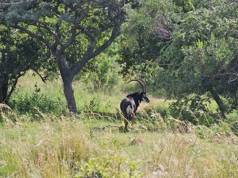 Stand for sale in Thaba Moriri, Bela Bela - Photo 4