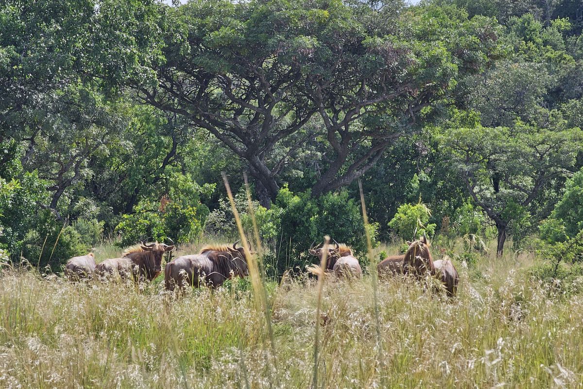 Stand for sale in Thaba Moriri, Bela Bela - Photo 5