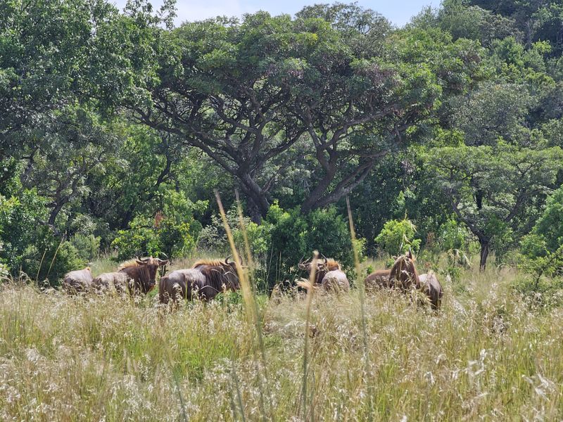 Stand for sale in Thaba Moriri, Bela Bela - Photo 5